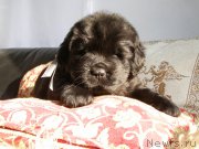 Превью фото № 200340