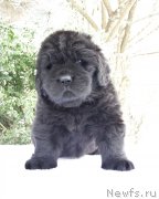 Превью фото № 200374