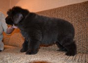 Превью фото № 200410