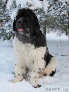 Превью фото № 200425