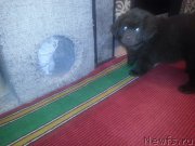 Превью фото № 200434