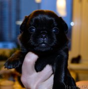 Превью фото № 200436