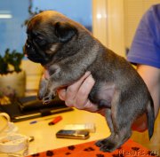 Превью фото № 200439