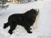 Превью фото № 200502