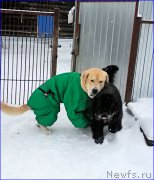 Превью фото № 200511