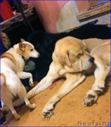 Превью фото № 200574