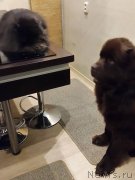 Превью фото № 200658