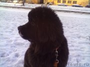 Превью фото № 200744