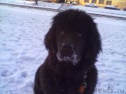 Превью фото № 200745