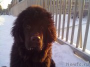 Превью фото № 200748