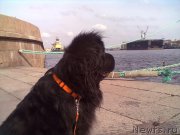 Превью фото № 200755