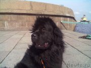 Превью фото № 200756