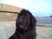 Превью фото № 200758