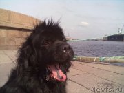 Превью фото № 200759