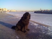 Превью фото № 200764