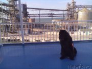 Превью фото № 200772