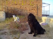 Превью фото № 200774