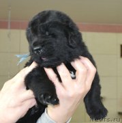 Превью фото № 200811