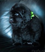 Превью фото № 200882