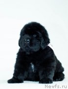 Превью фото № 200945