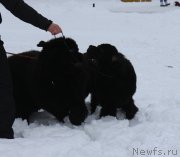 Превью фото № 201025