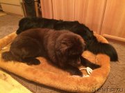 Превью фото № 201045