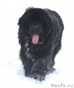 Превью фото № 201059