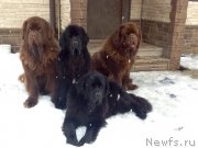 Превью фото № 201064