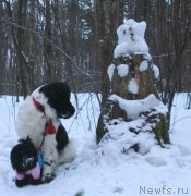 Превью фото № 201074