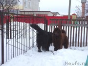 Превью фото № 201082