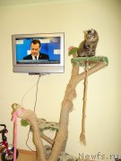 Превью фото № 201083