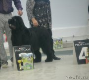 Превью фото № 201148