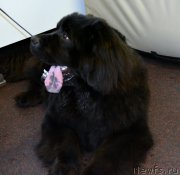 Превью фото № 201177