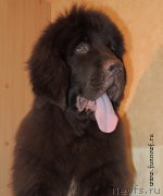 Превью фото № 201181