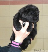 Превью фото № 201188