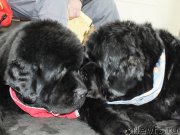 Превью фото № 201220