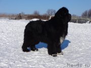 Превью фото № 201238