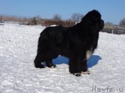 Превью фото № 201240