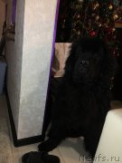 Превью фото № 201250