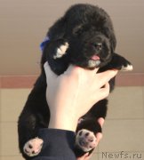 Превью фото № 201273