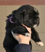 Превью фото № 201277