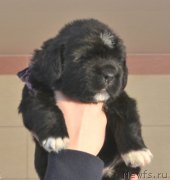 Превью фото № 201279