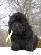 Превью фото № 201307