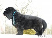 Превью фото № 201313