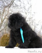 Превью фото № 201314