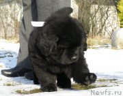 Превью фото № 201322