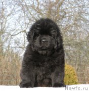 Превью фото № 201326