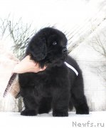 Превью фото № 201333