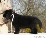 Превью фото № 201340