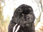 Превью фото № 201344